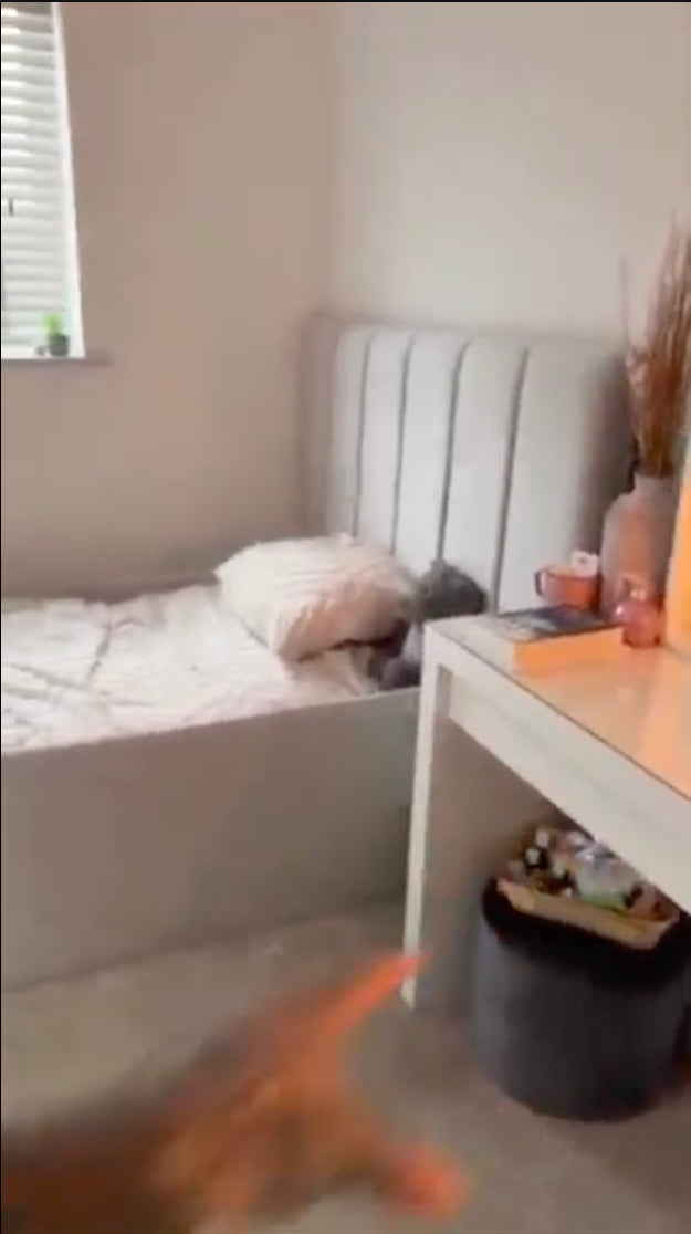 Customer video